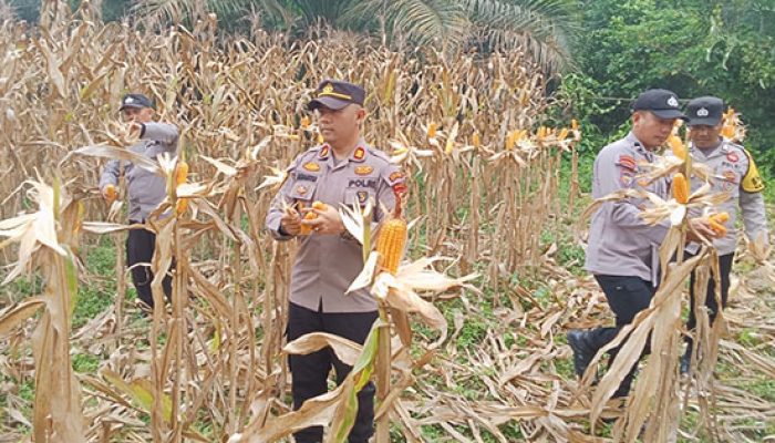 Panen Raya Jagung di Desa Aur Duri, Polsek Kuantan Mudik Dukung Swasembada Pangan 2026