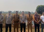 Dukung Asta Cita Presiden, Panen Raya Jagung di Sikakak Hasilkan 1 Ton