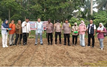 Dukung Ketahanan Pangan, Polsek Kuantan Mudik Tanam Jagung di Desa Petapahan