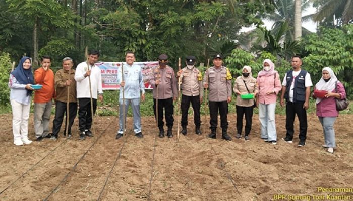 Dukung Ketahanan Pangan, Polsek Kuantan Mudik Tanam Jagung di Desa Petapahan