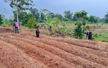 Dukung Ketahanan Pangan, Satgas TMMD ke-130 Tanam Jagung di Lahan 1 Hektare