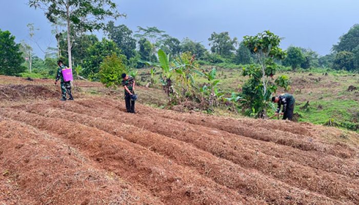 Dukung Ketahanan Pangan, Satgas TMMD ke-130 Tanam Jagung di Lahan 1 Hektare