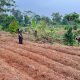 Dukung Ketahanan Pangan, Satgas TMMD ke-130 Tanam Jagung di Lahan 1 Hektare