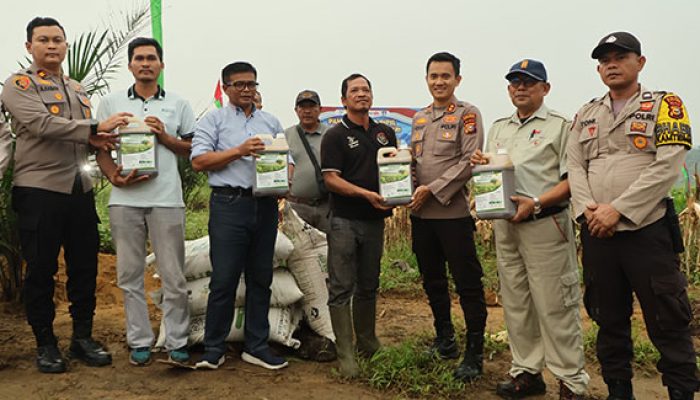 Kapolres Kuansing Hadiri Panen Raya Jagung Pipil Kuartal III di Desa Sungai Buluh